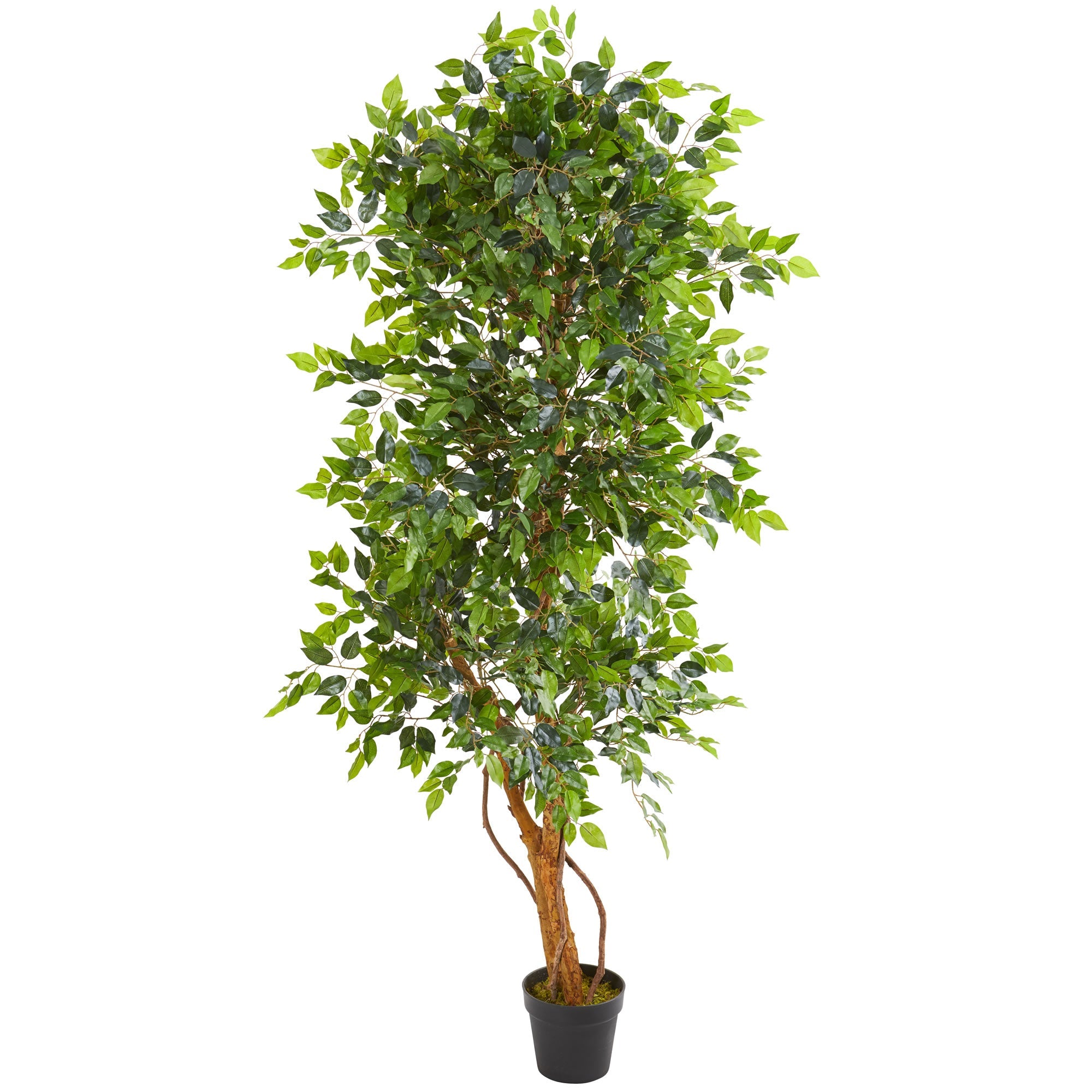 6 - Foot Artificial Elegant Ficus Silk Tree | Zigeze