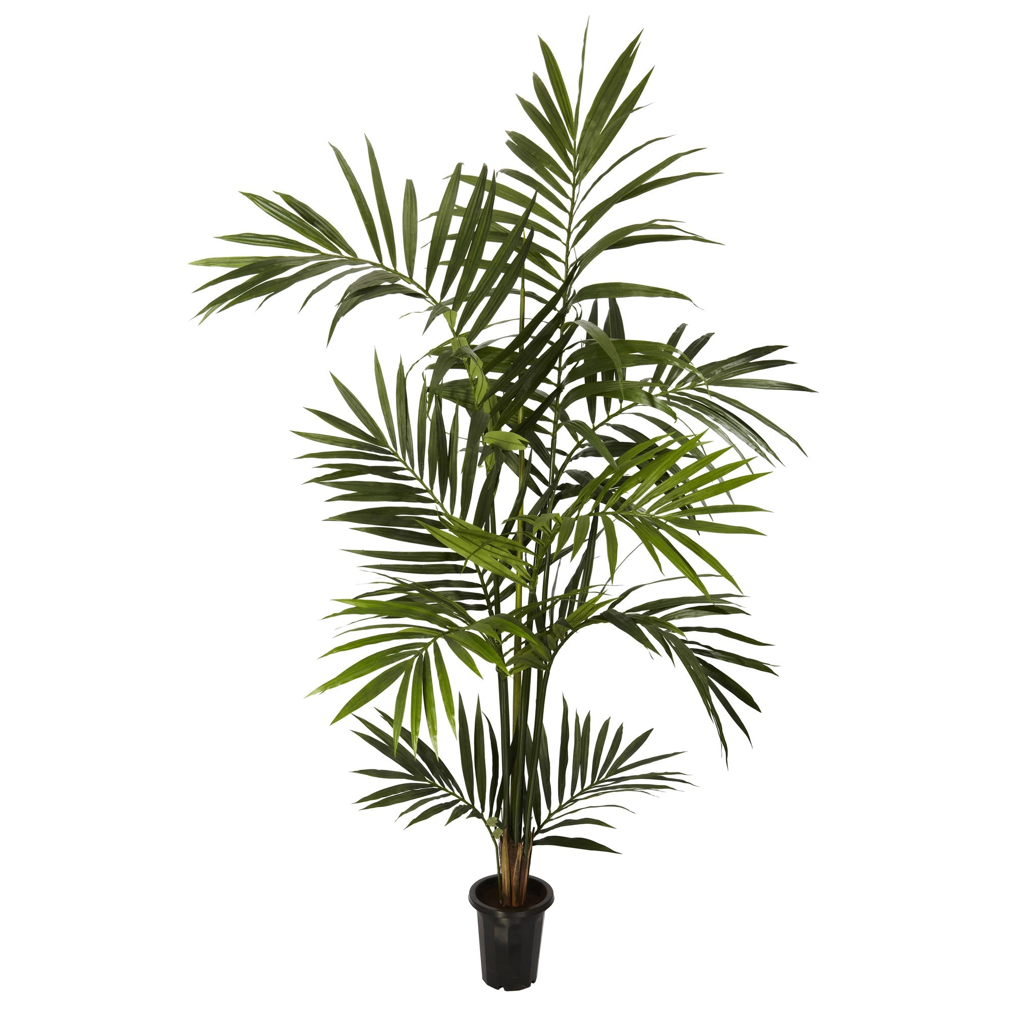 6 - Foot Kenitia Palm Silk Tree with Rich Foliage | Zigeze
