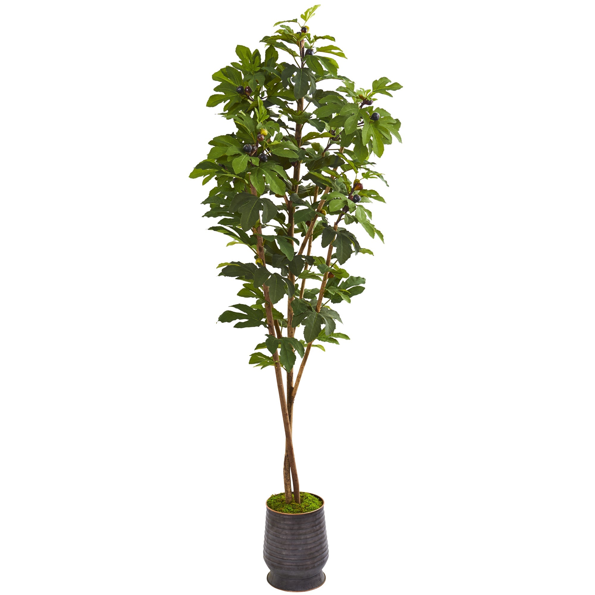 88" Fig Artificial Tree in Ribbed Metal Planter | Zigeze