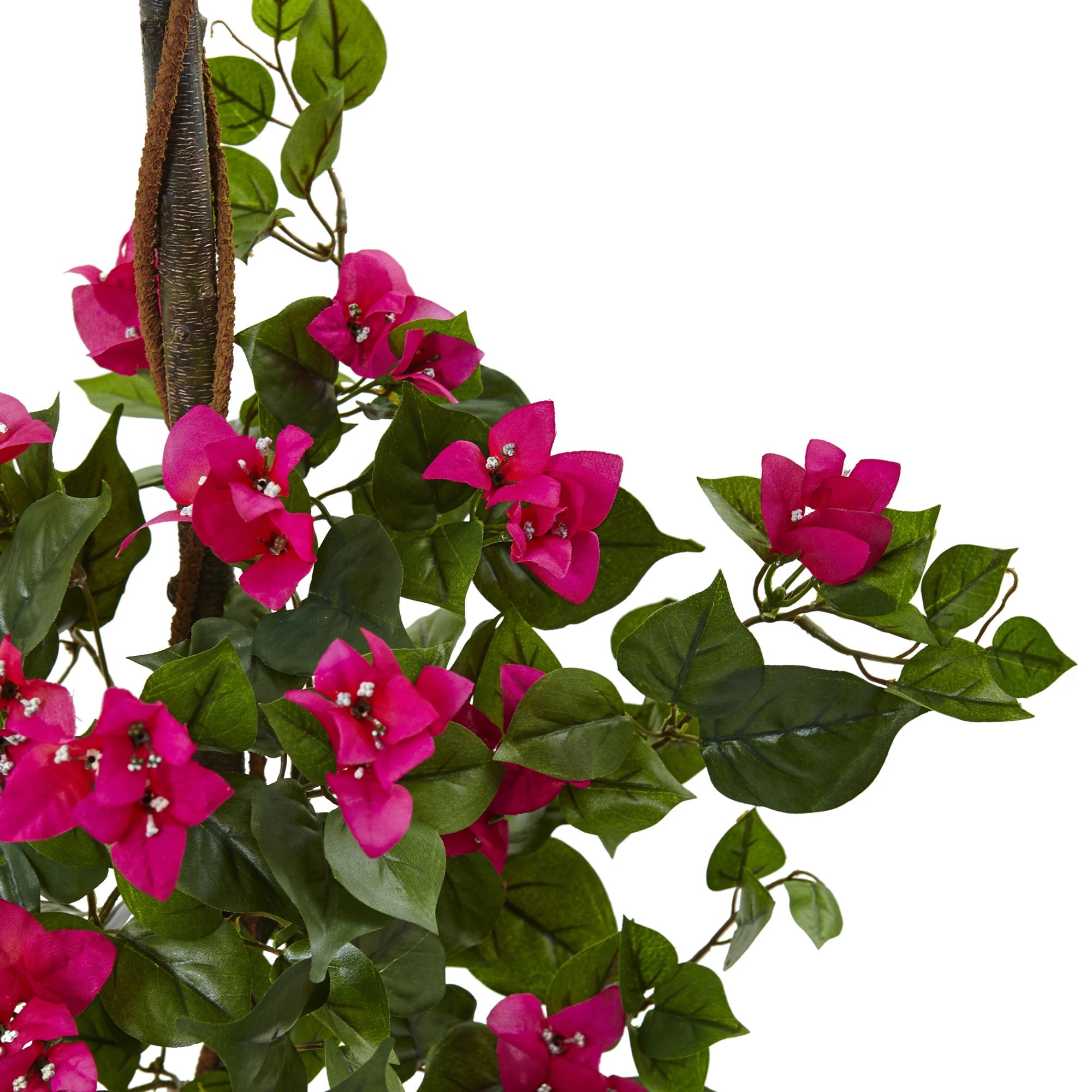 Bougainvillea Tree with European Barrel Planter | Zigeze
