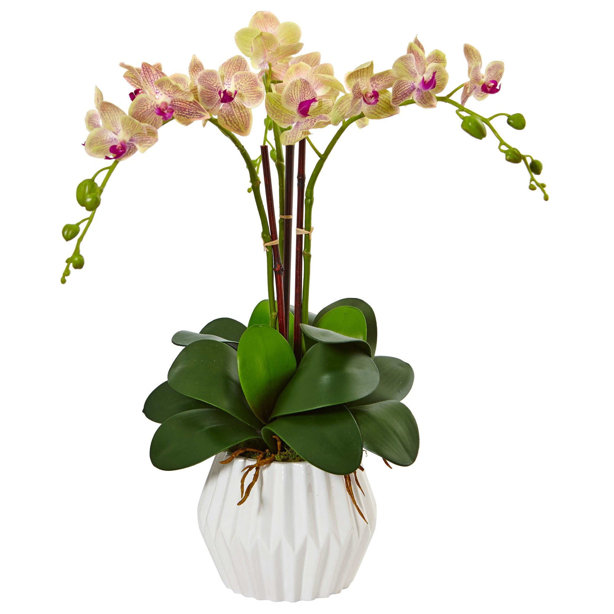 Phalaenopsis Orchid Arrangement in White Vase | Zigeze