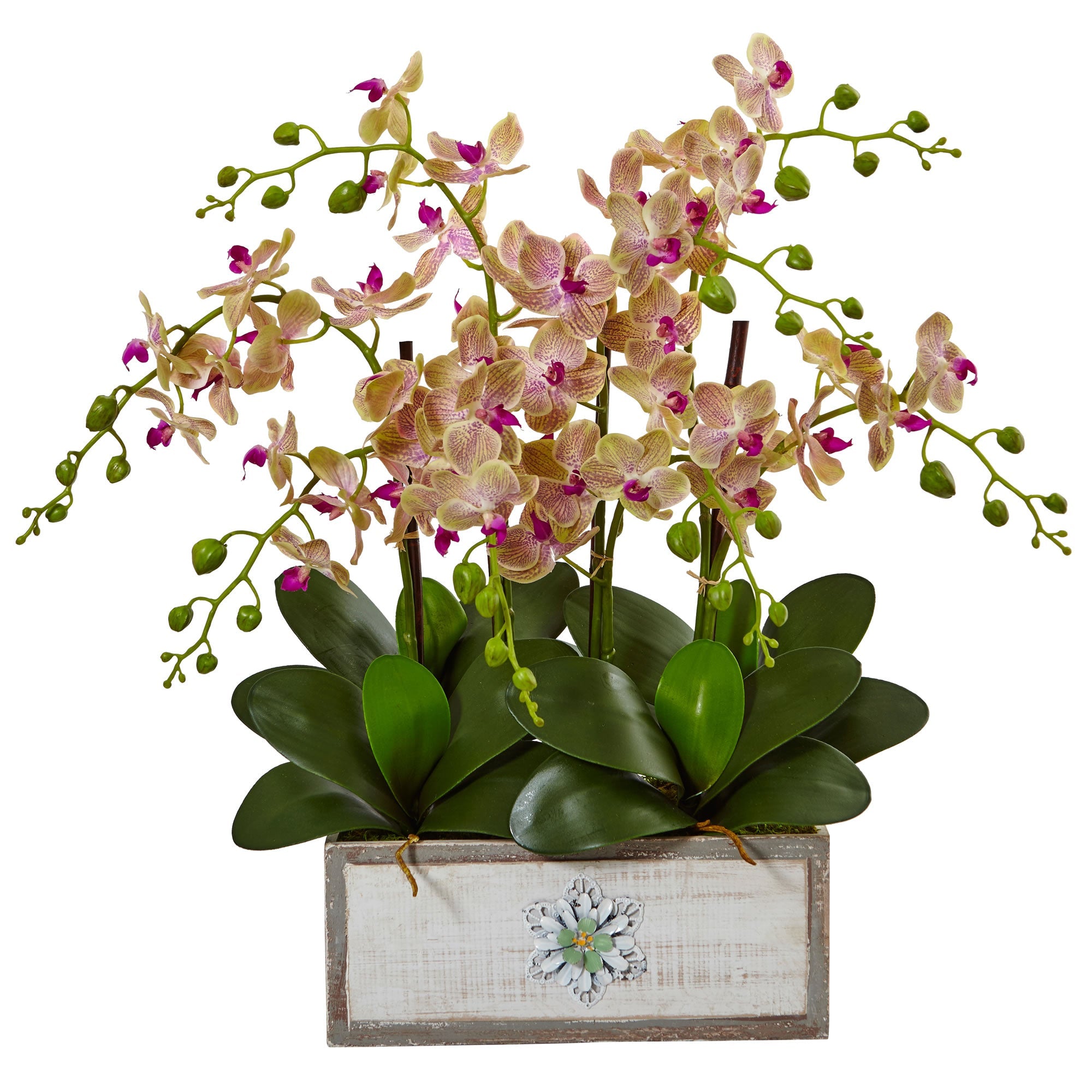 Phalaenopsis Orchid Arrangement in Wood Vase | Zigeze