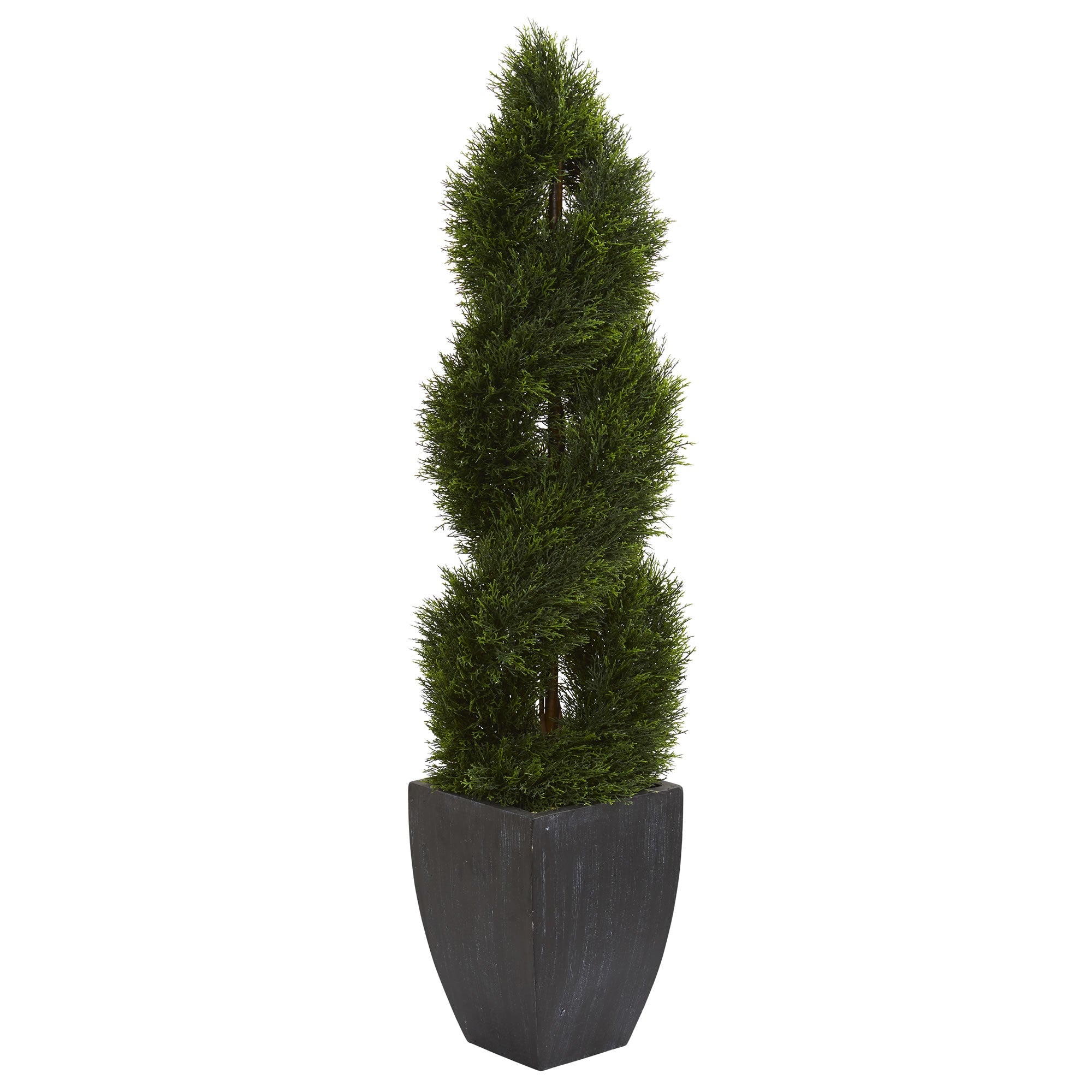 5' Double Pond Cypress Spiral Topiary in Black Planter | Zigeze