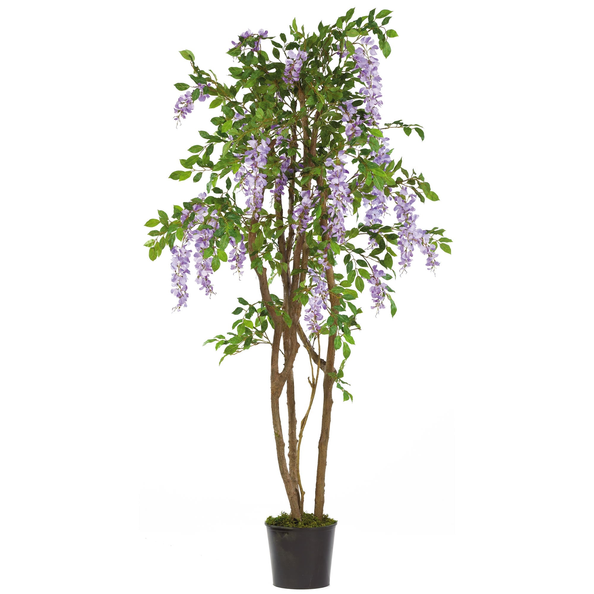 5 - Foot Artificial Wisteria Silk Tree with 1,354 Leaves | Zigeze