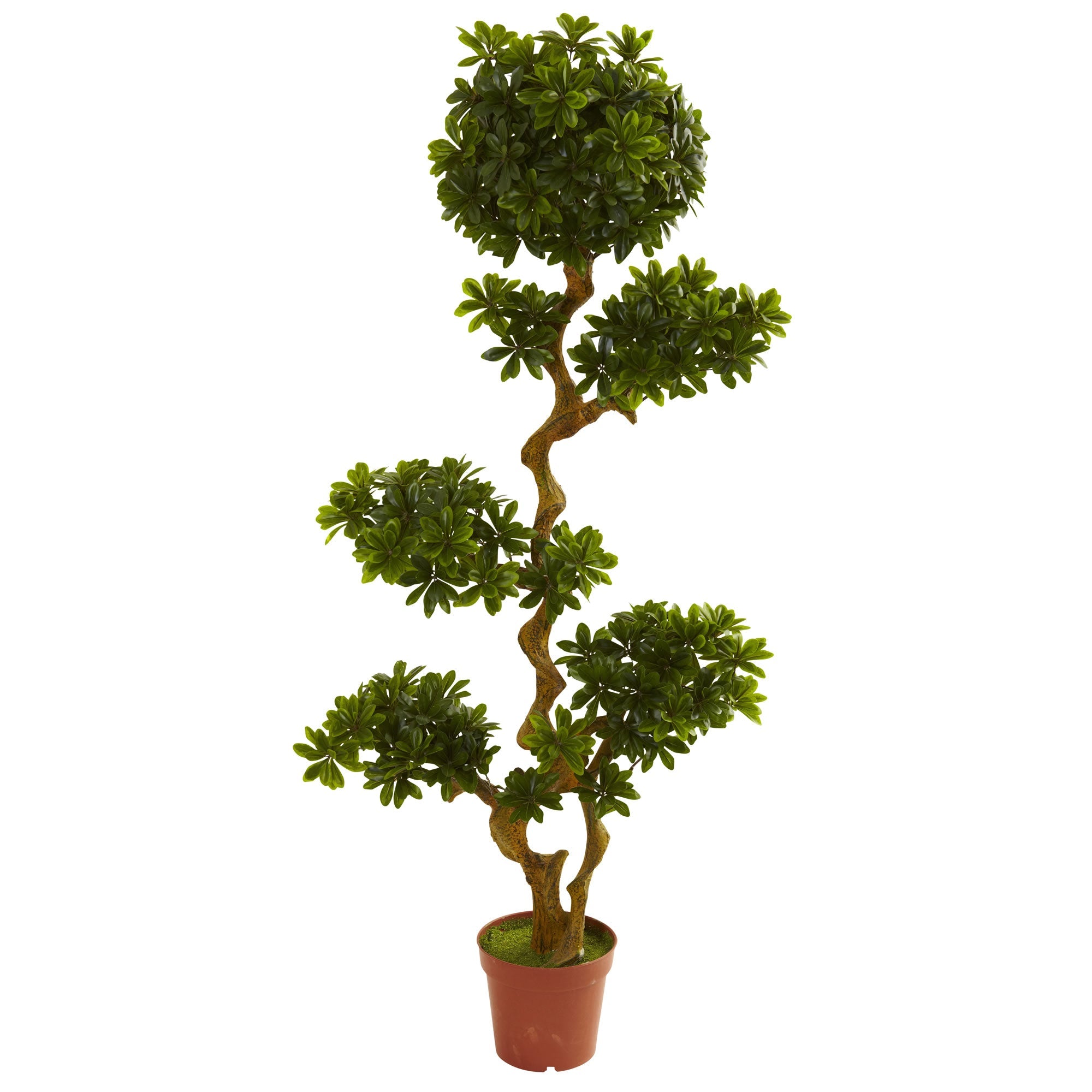 5 - Foot Robust Pittosporum Artificial Tree | Zigeze