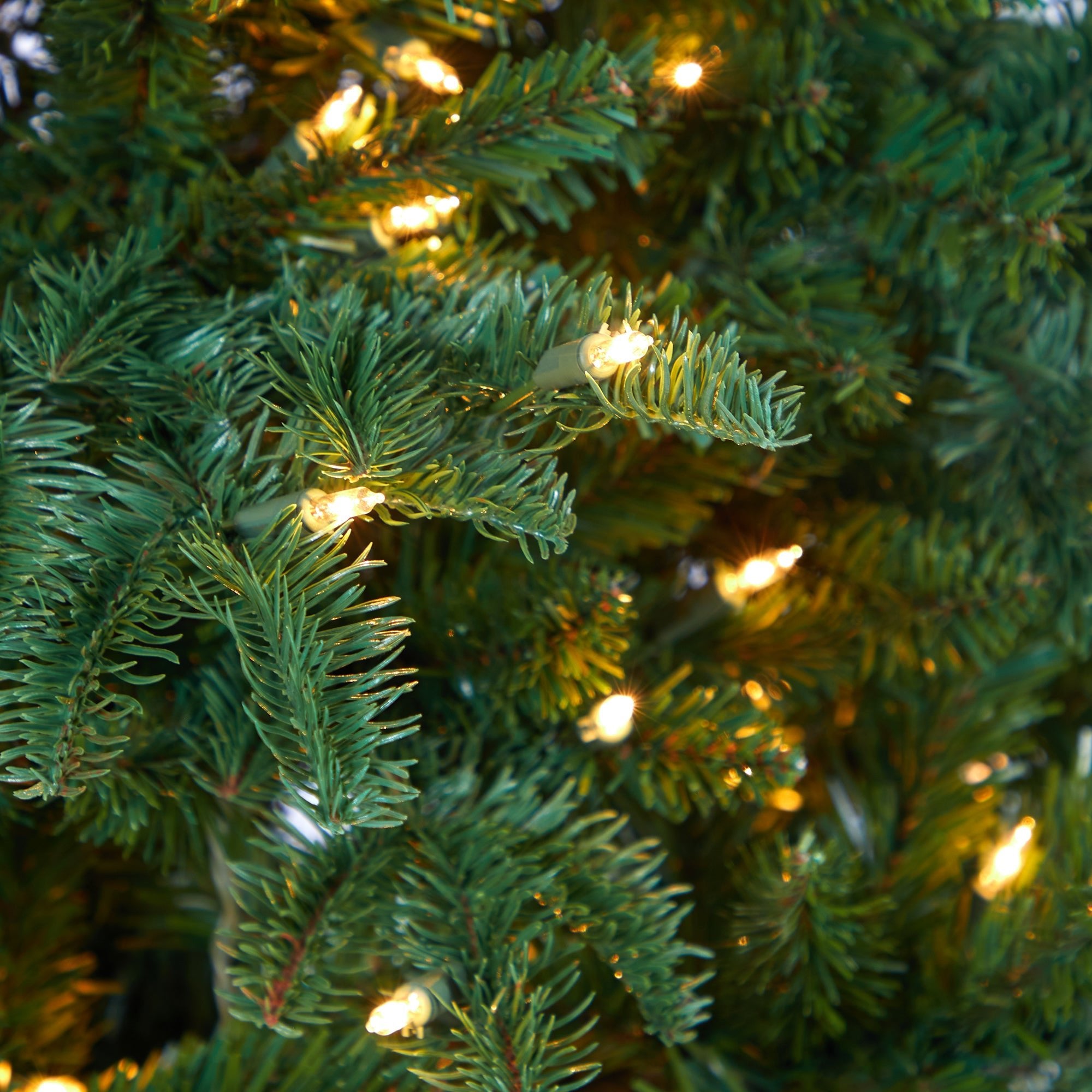 5' South Carolina Spruce Tree with 300 White Warm Lights | Zigeze