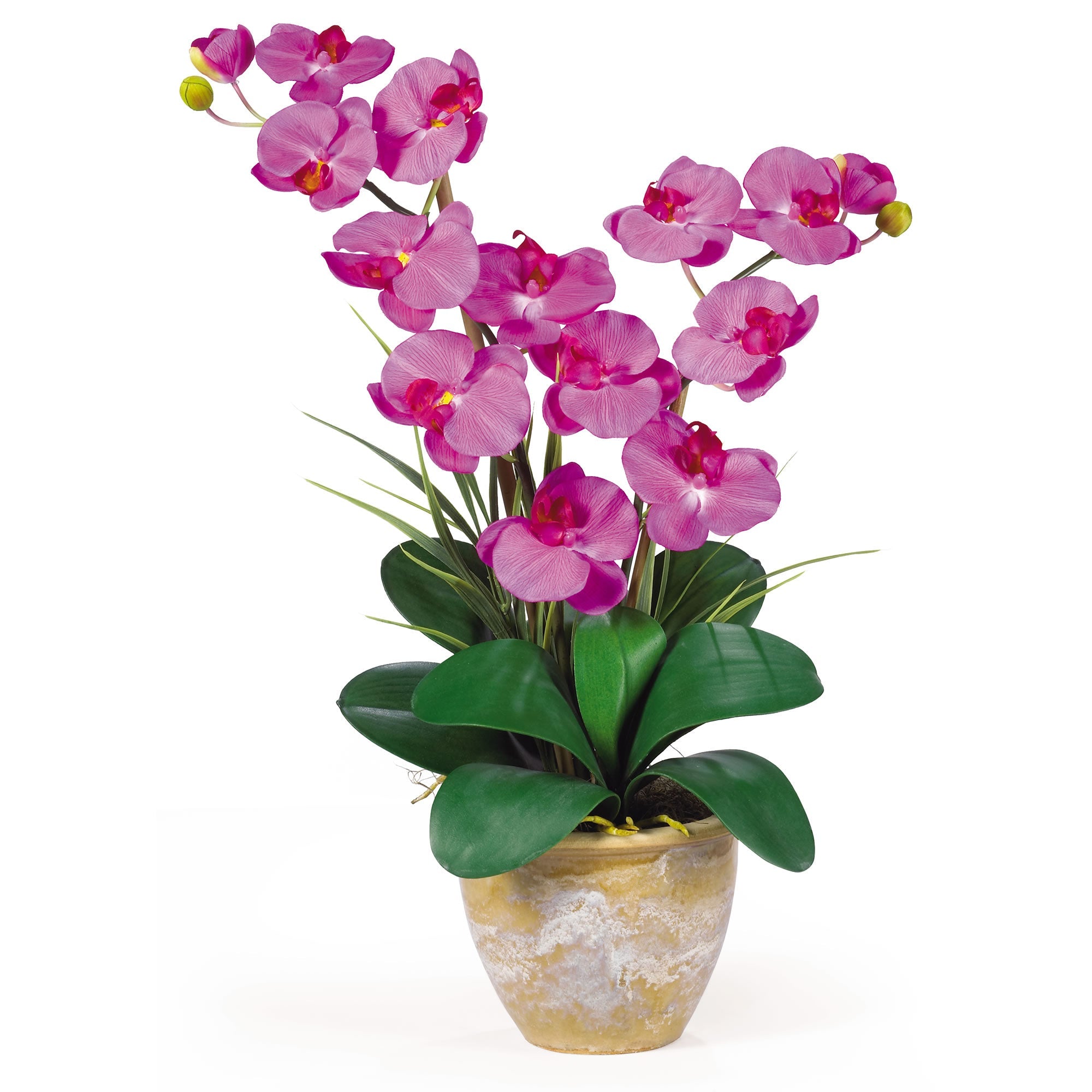 Double Stem Phalaenopsis Silk Orchid Arrangement | Zigeze