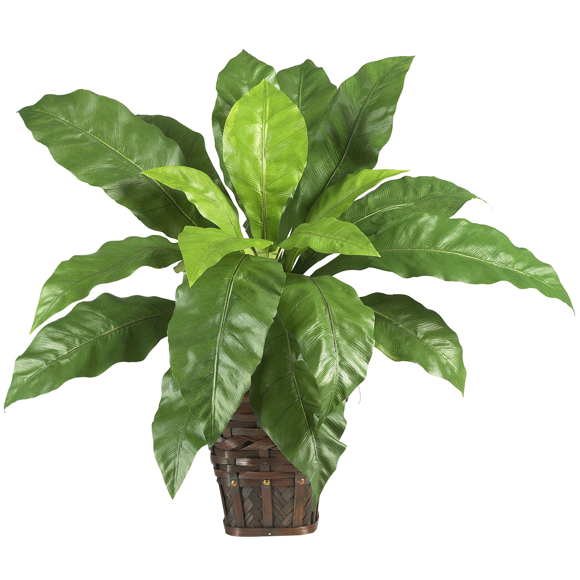 Majestic Birdsnest Fern with Wicker Basket | Zigeze